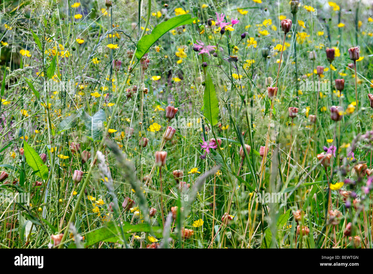 Reife Seedheads Fritillaria Meleagris - Snakeshead Fritillary Stockfoto