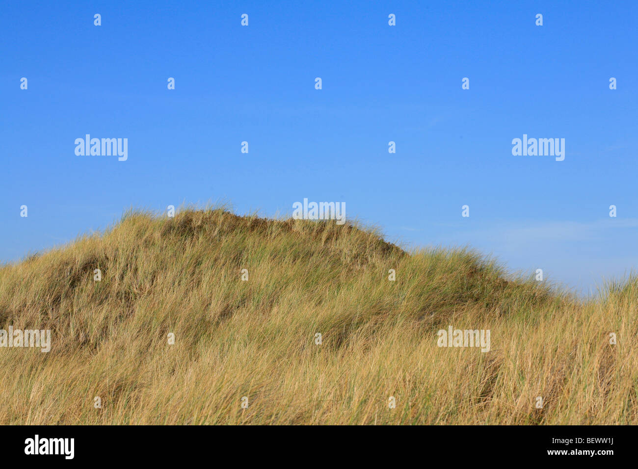 Küstendüne gegen blauen Himmel, Nordholland, Niederlande. Stockfoto