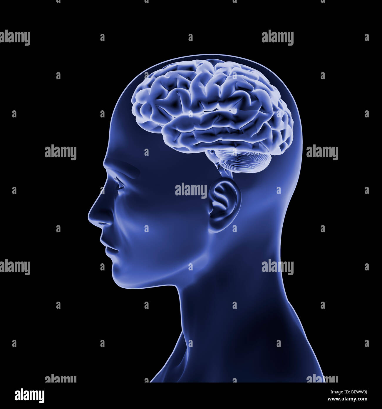 Ein menschlicher Kopf mit Gehirn, 3D-Illustration. Stockfoto