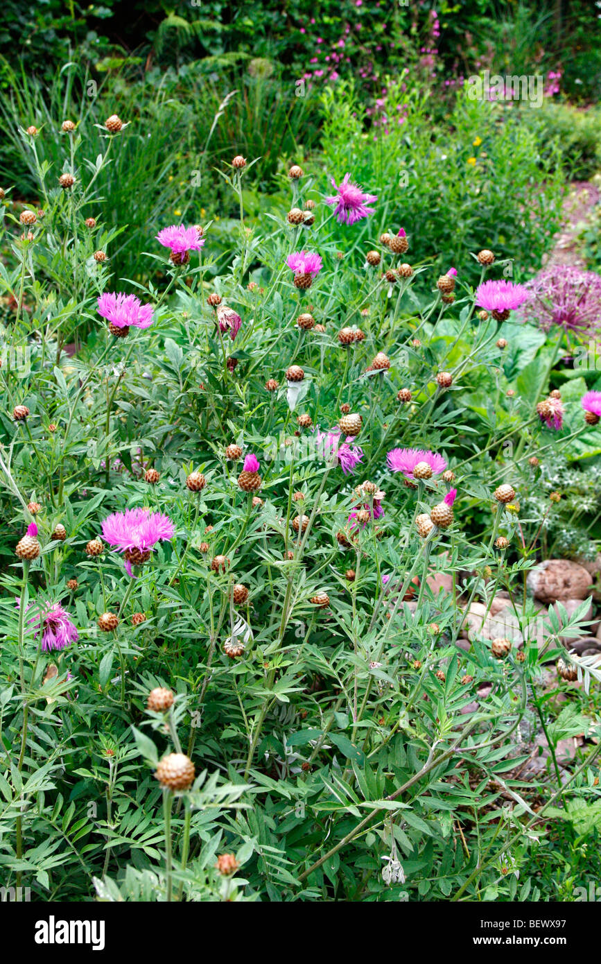 Centaurea dealbata Stockfoto