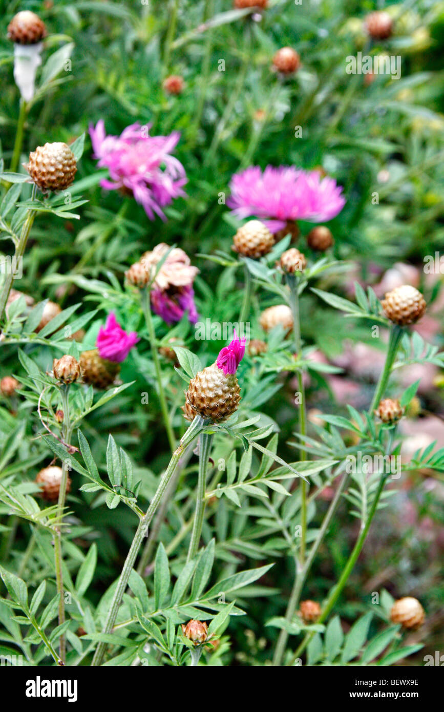 Centaurea dealbata Stockfoto