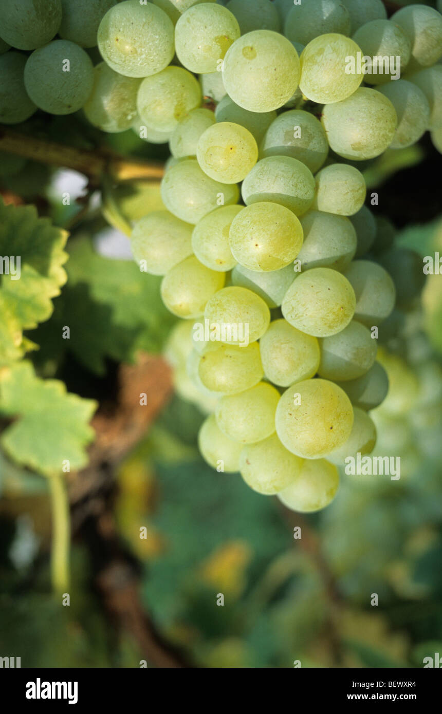 Bündel von Trauben, weißer Wein, Elsass, Frankreich Stockfoto