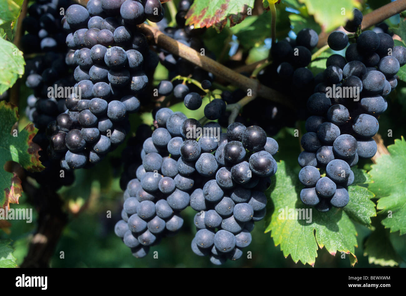 Reihe von Trauben, Rotwein, Elsass, Frankreich Stockfoto