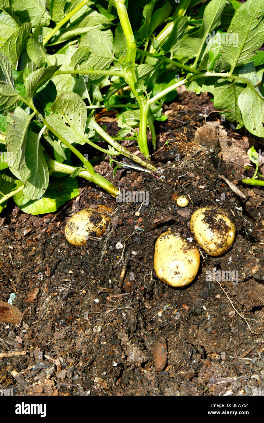 Erste frühe Kartoffel 'Akzent' gepflanzt Mitte März gezeigt 17 Juni Stockfoto