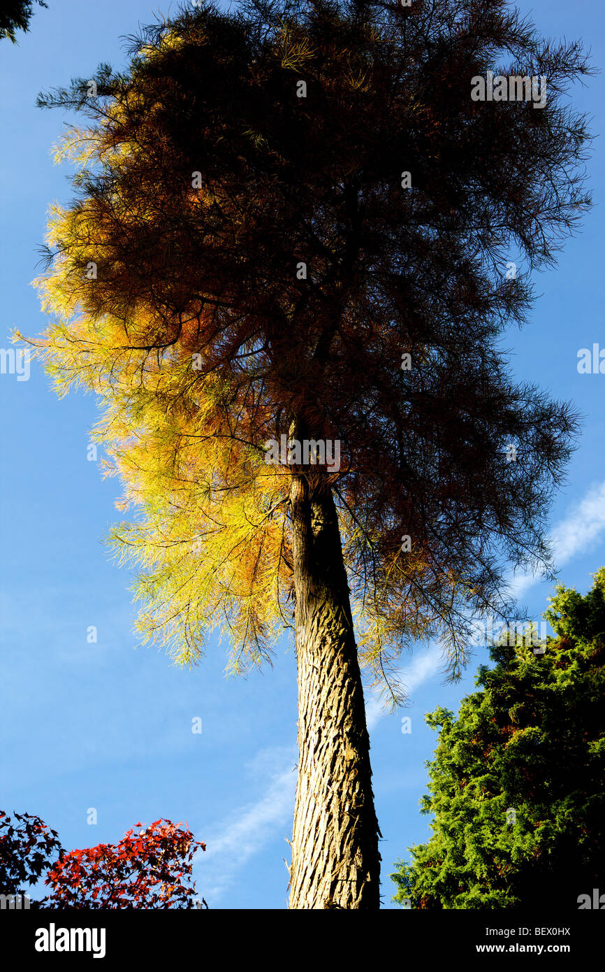 Lärche Baum in Herbstfarben Stockfoto