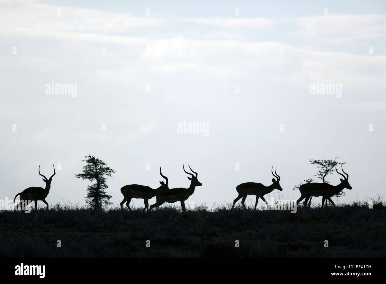 Gruppe von Impala - El Karama Ranch Laikipia Region, Kenia Stockfoto