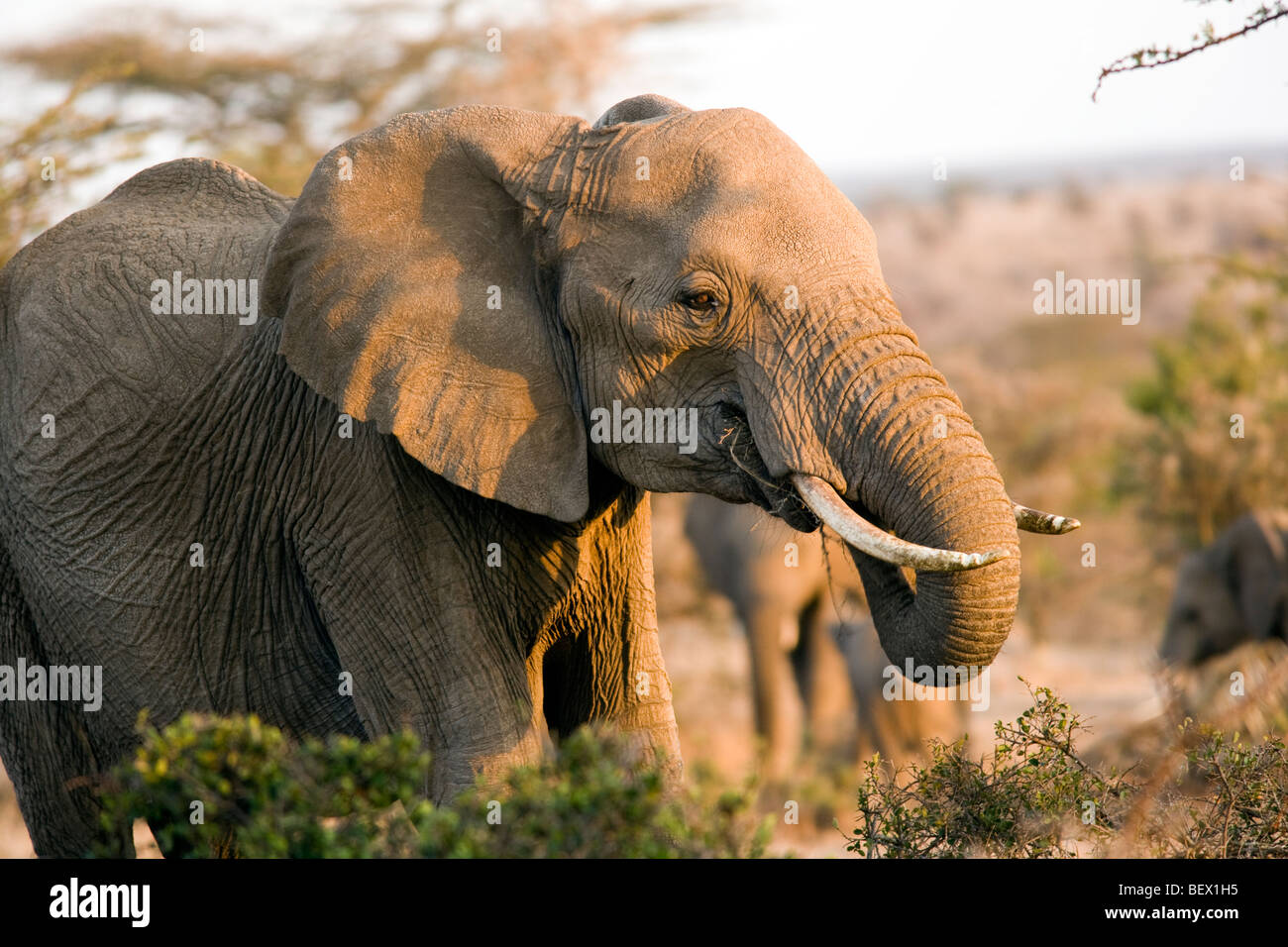 Afrikanischer Elefant - El Karama Ranch Laikipia Region, Kenia Stockfoto