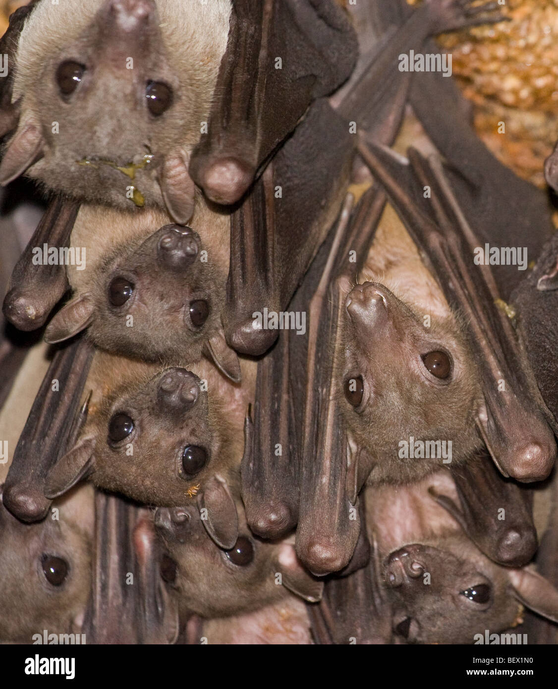 Fledermäuse in Python cave - Uganda Stockfoto