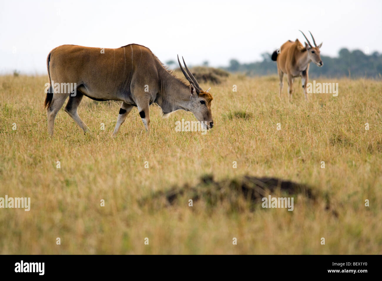 Eland - Masai Mara National Reserve, Kenia Stockfoto