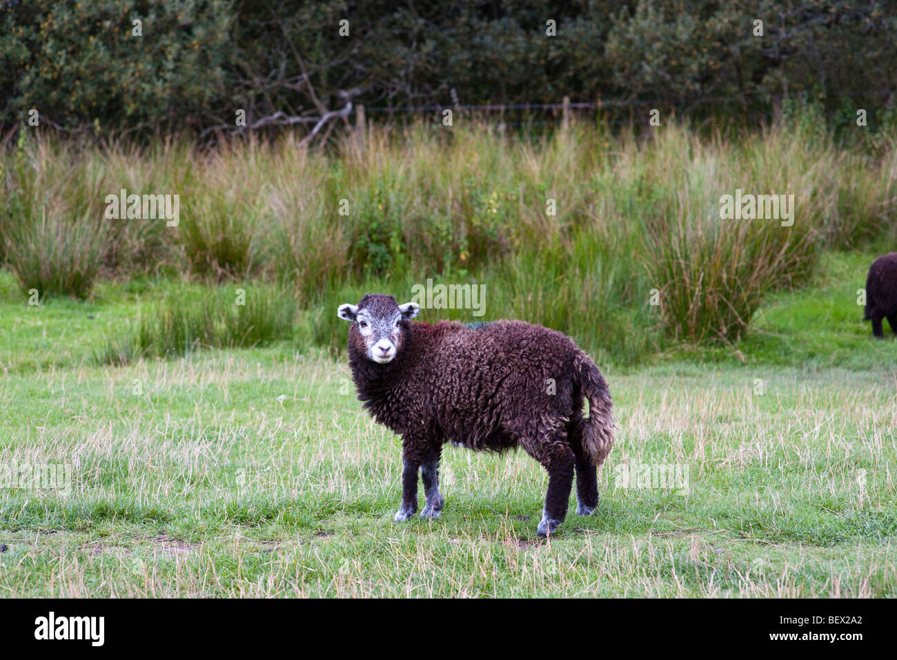 Schafe im Lake District Stockfoto