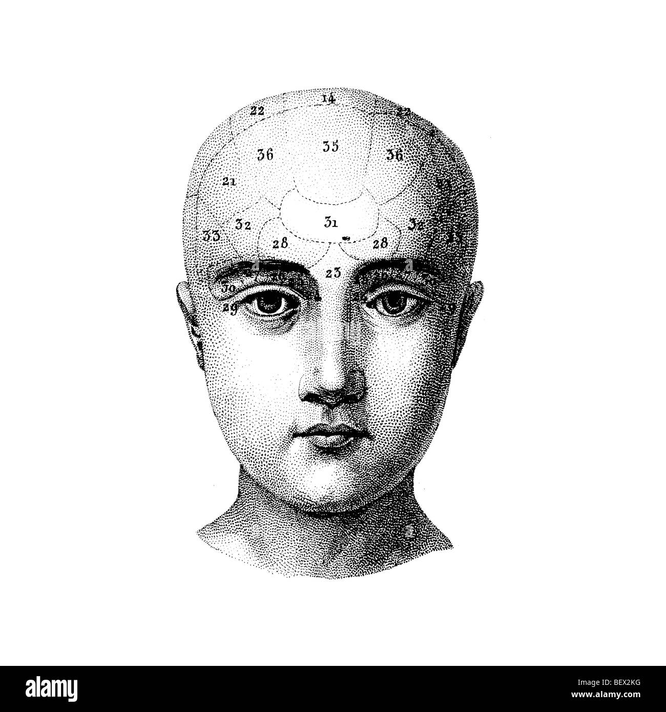 Illustration der Phrenologie Kopf Stockfoto