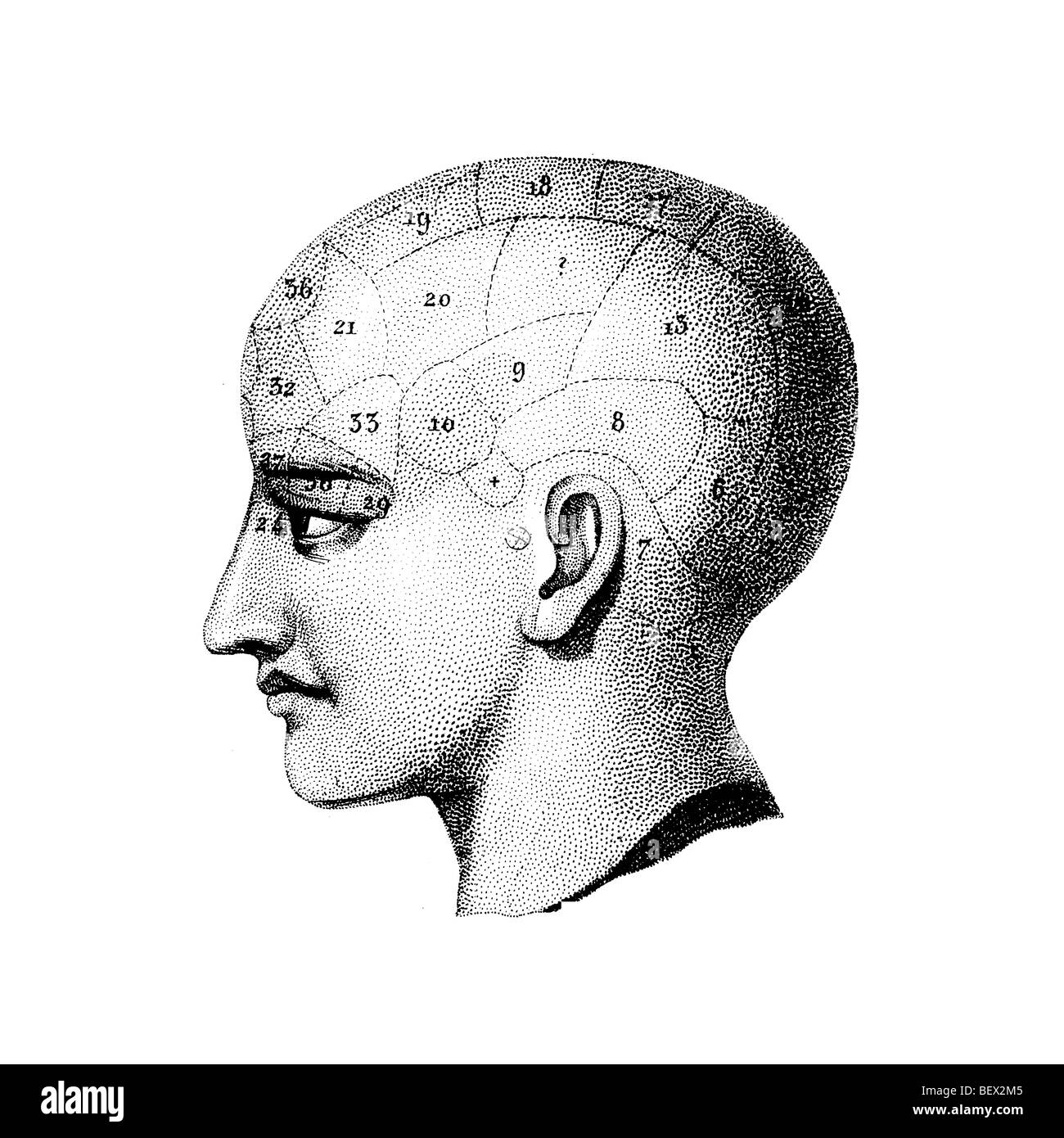 Illustration der Phrenologie Kopf, Seitenansicht Stockfoto