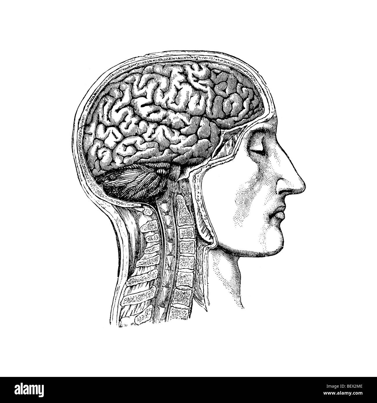 Anatomische Darstellung der menschlichen Kopf und Hals, das das Gehirn mit Schädel wegschneiden Stockfoto