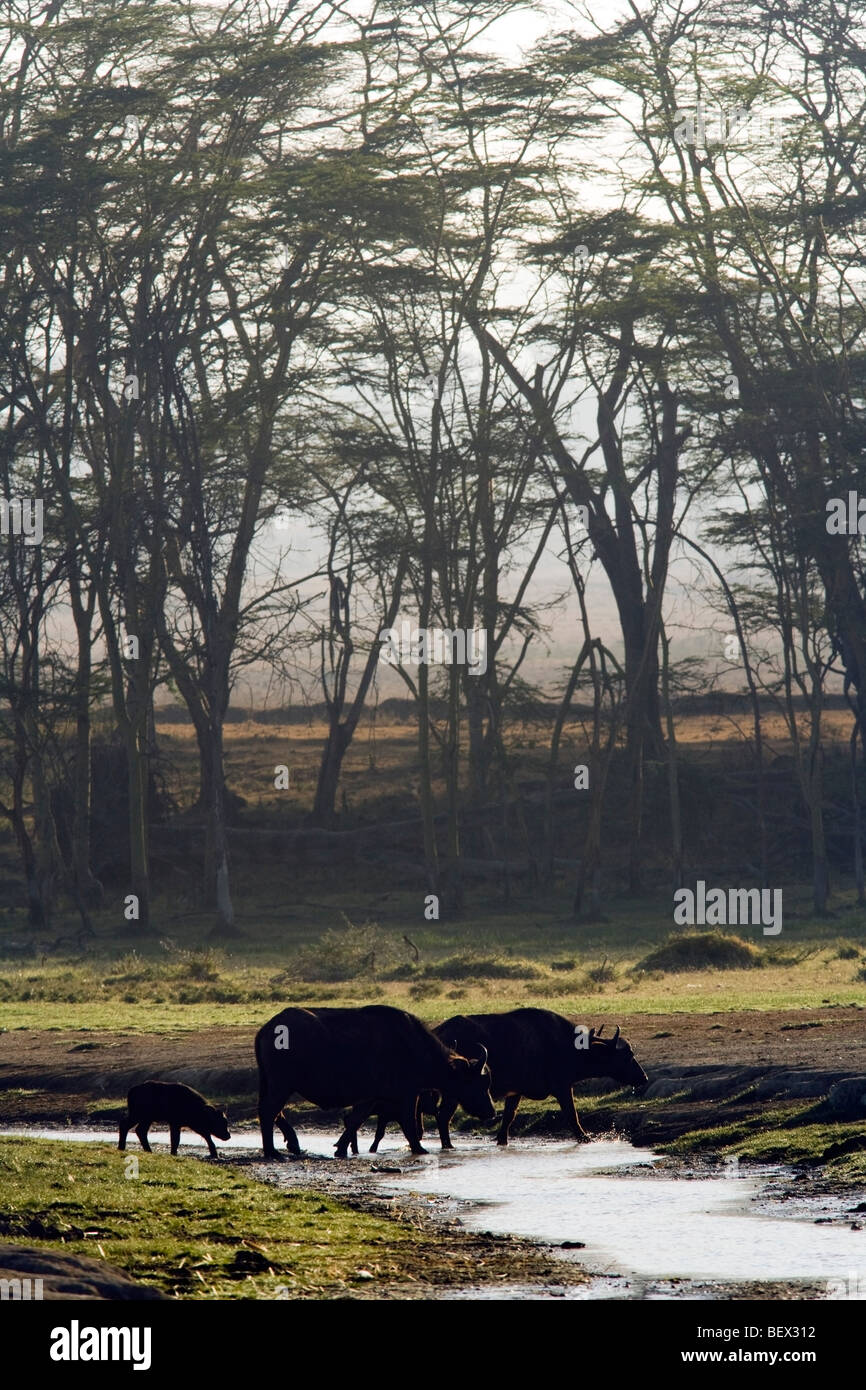 Afrikanischer Büffel oder Kaffernbüffel - Lake-Nakuru-Nationalpark, Kenia Stockfoto