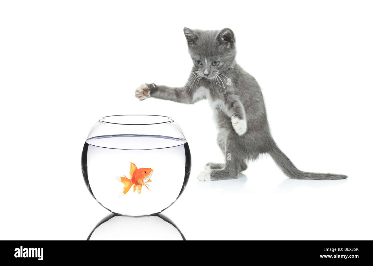 Katze jagt ein Fisch in eine Schüssel geben, die isoliert auf weißem Hintergrund Stockfoto