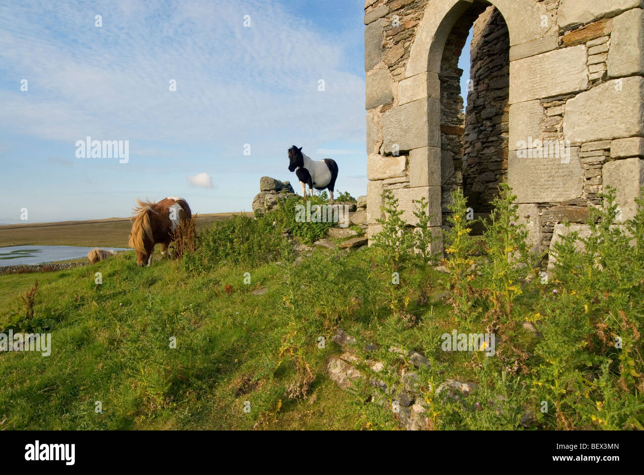 Shetland Pony stand vor eine Torheit Brough Lodge auf den Shetland-Insel Fetlar Stockfoto