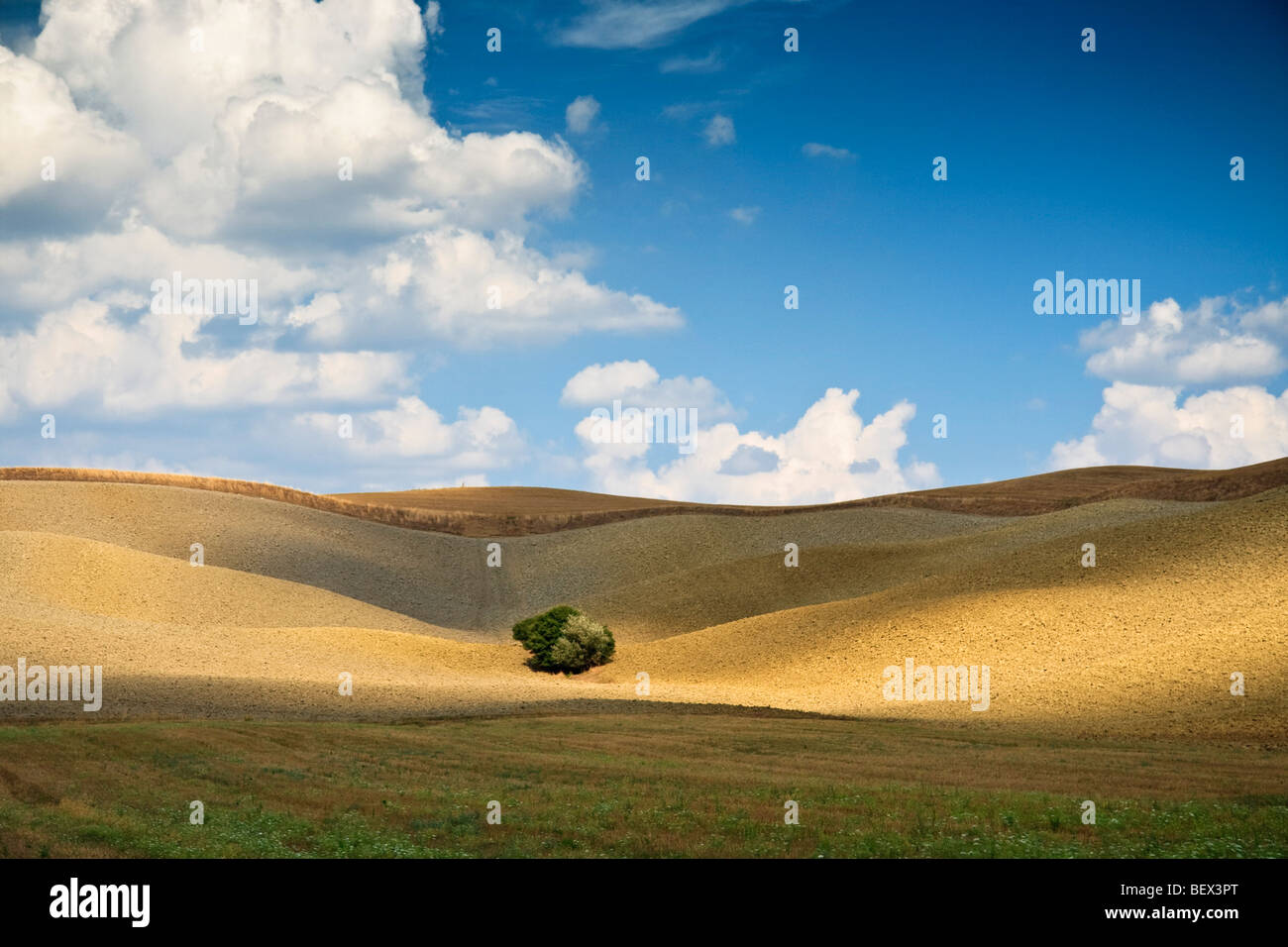 Rollende Ton Hänge unter späten Nachmittagssonne mit einsamer Baum, Crete Senesi, Toskana, Italien Stockfoto