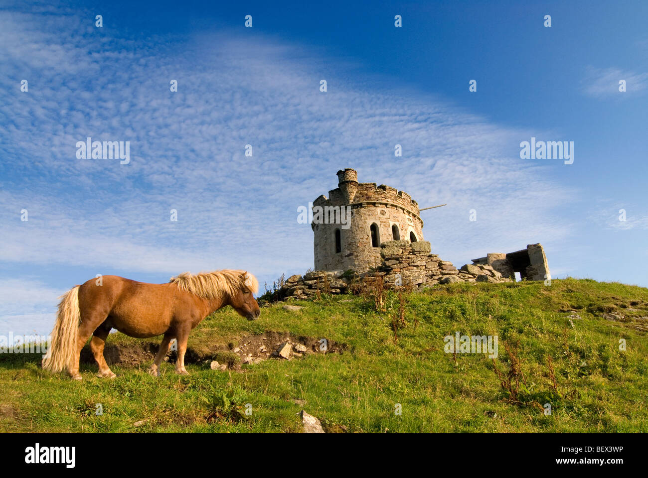 Shetland Pony stand vor eine Torheit Brough Lodge auf den Shetland-Insel Fetlar Stockfoto