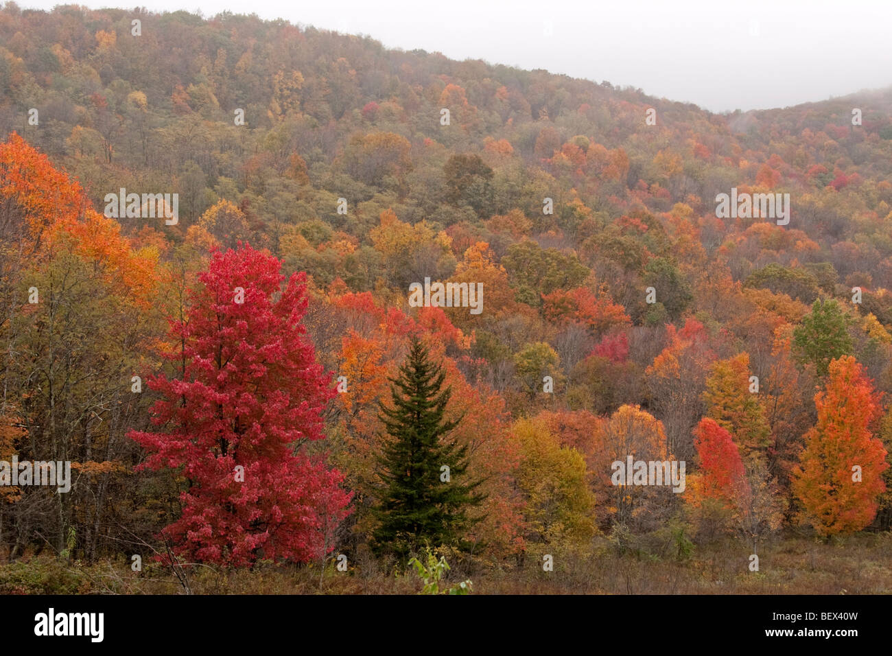 Fallfarbe angesehen von Sugarlands Aussichtspunkt, Virginia Stockfoto