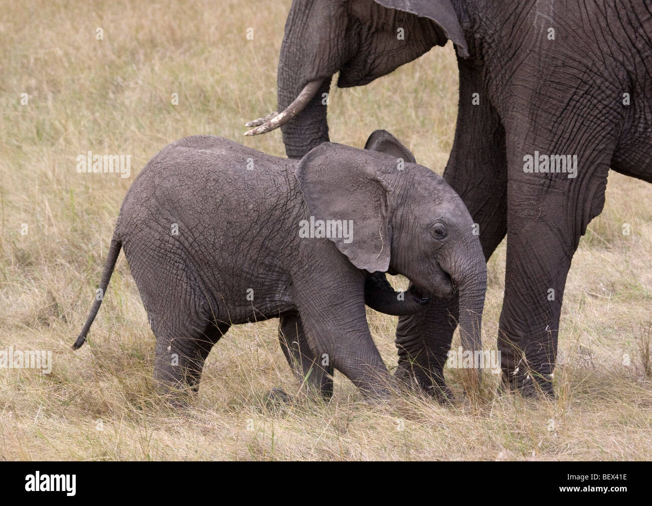 Baby-Elefant spielen Stockfoto