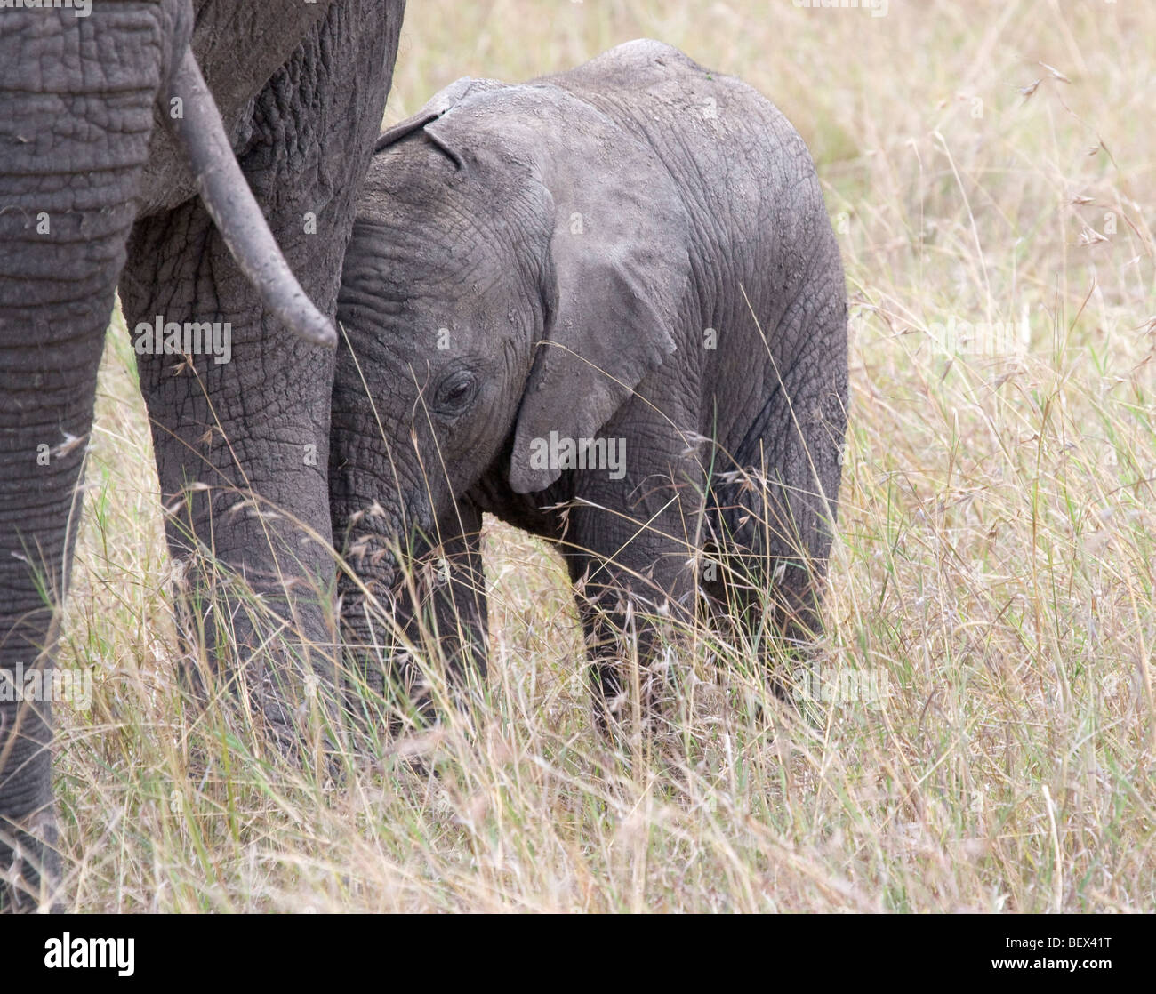 Elefantenbaby ist schüchtern Stockfoto