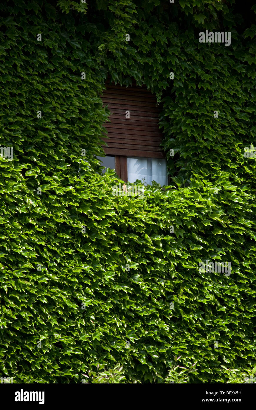 Parthenocissus Tricuspidata, japanische Schlingpflanze Stockfoto