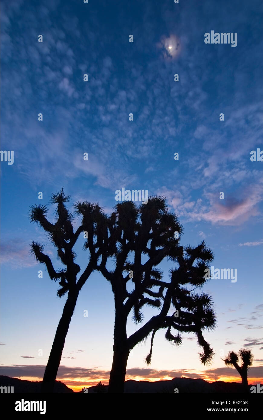 Josua Bäume leuchtet wunderschön bei Sonnenaufgang im Joshua Tree National Park. Stockfoto