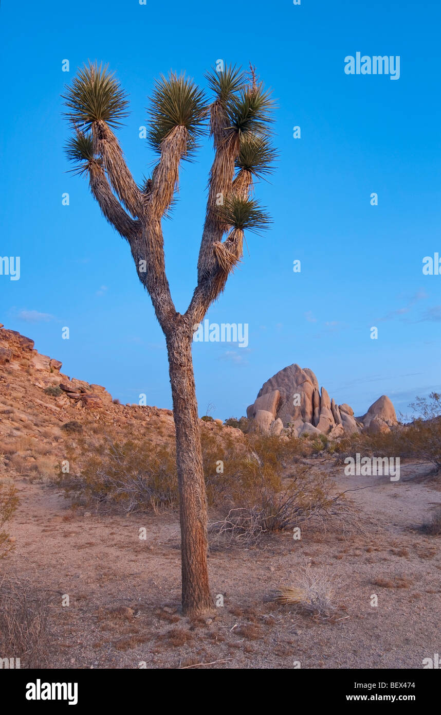 Josua Bäume leuchtet wunderschön bei Sonnenaufgang im Joshua Tree National Park. Stockfoto