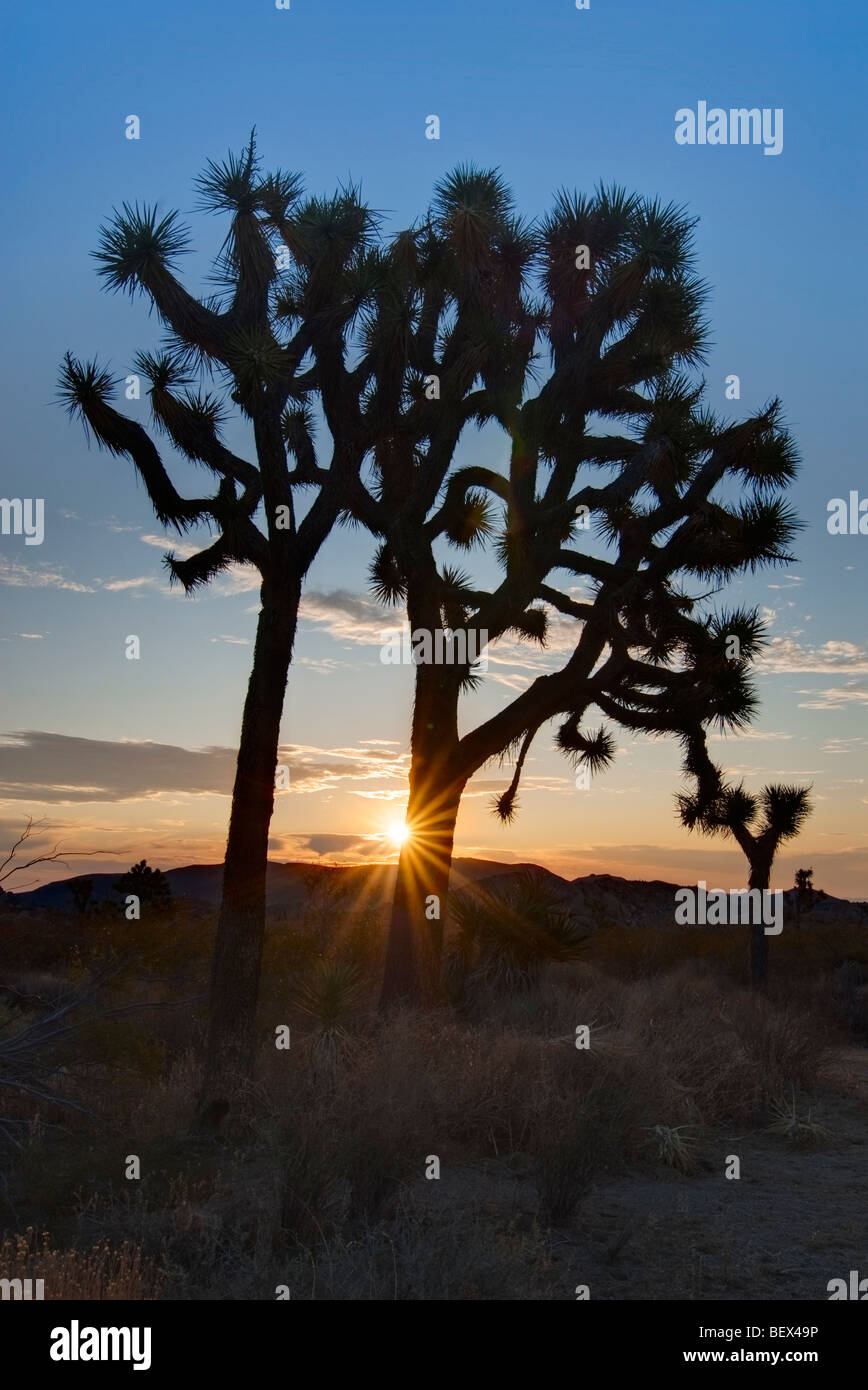 Josua Bäume leuchtet wunderschön bei Sonnenaufgang im Joshua Tree National Park. Stockfoto