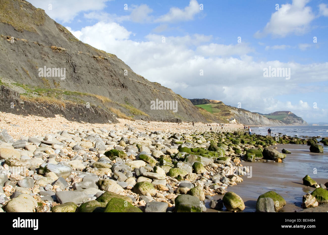 Der Strand zwischen Charmouth und Lyme Regis an der Küste von Dorset Stockfoto