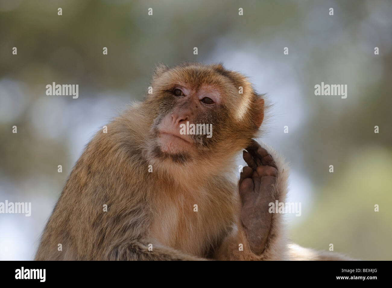 Barbary Affe (Macaca Sylvanus) seinen Kopf kratzen Stockfoto