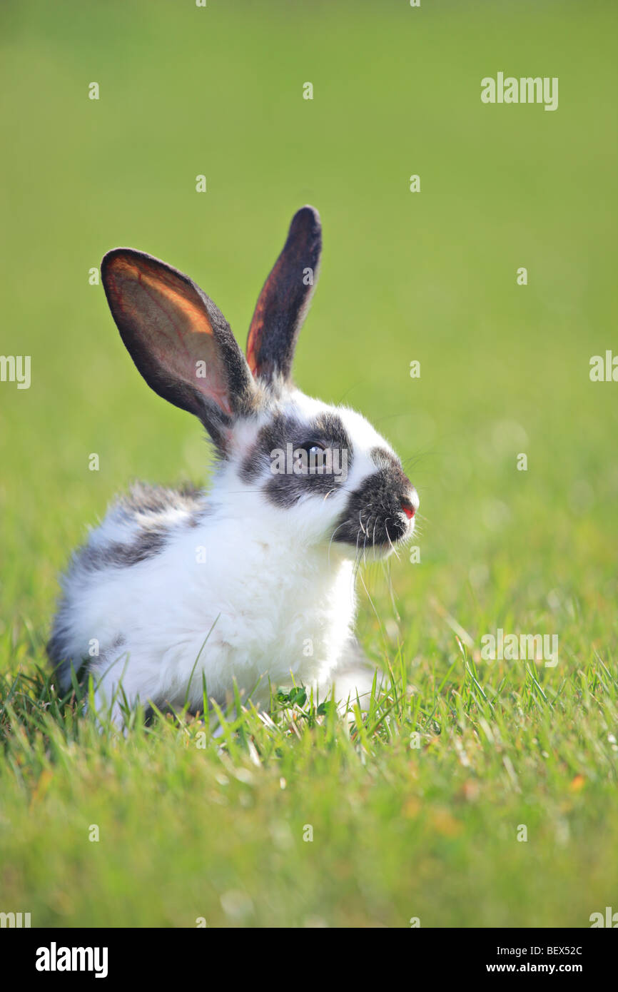 Ein Kaninchen auf dem grünen Rasen Stockfoto