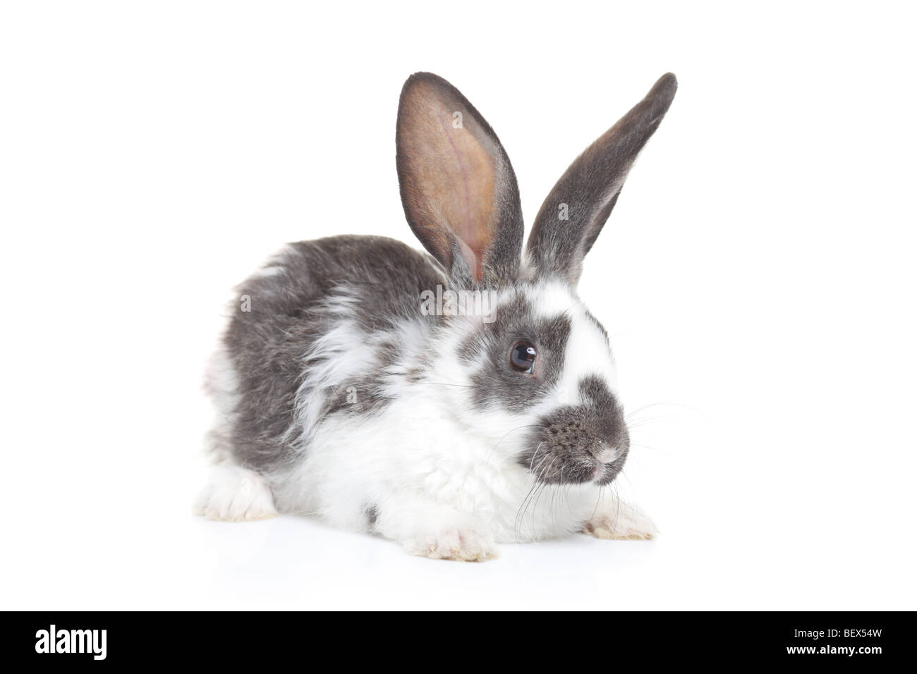 Ein Kaninchen isoliert auf weißem Hintergrund Stockfoto