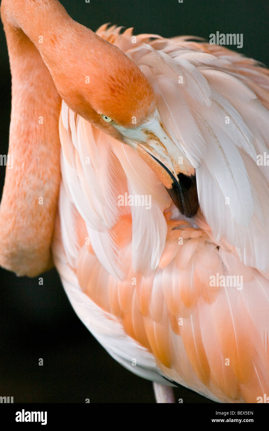 Anden Flamingo, Phoenicoparrus Andinus, selbst zu beschneiden. Fotografiert in Ecuador, Südamerika. Stockfoto