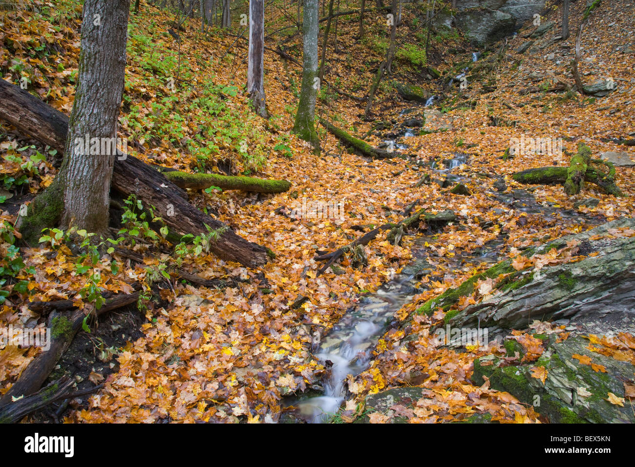 Malanaphy Springs, Herbst, Malanaphy Springs Zustand zu bewahren, sumpfiges County, Iowa Stockfoto