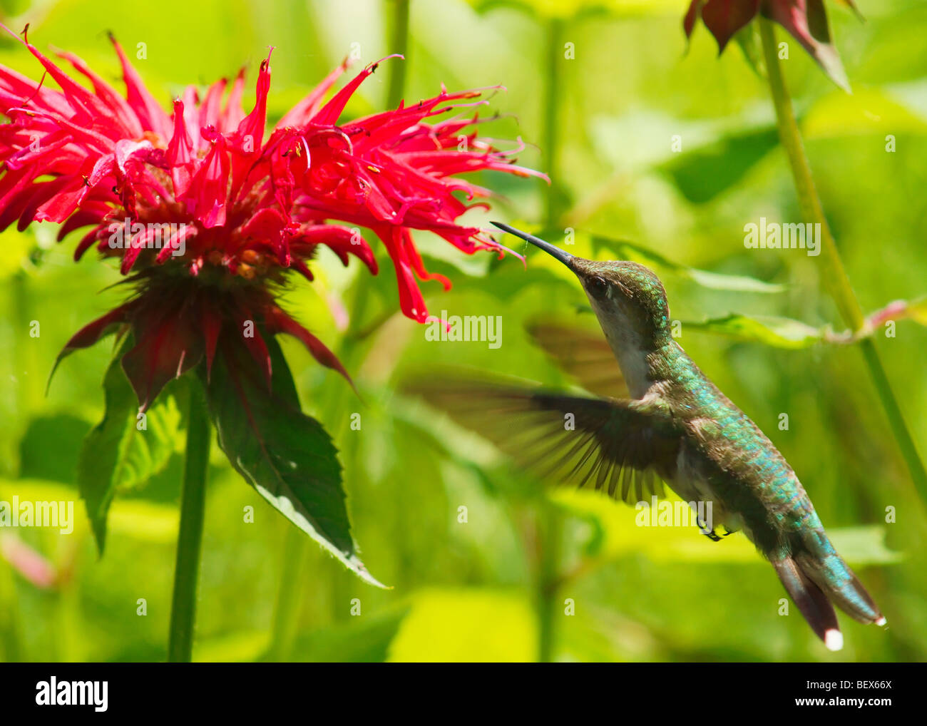 Ruby – Throated Kolibris trinken aus roten Monarda blüht Stockfoto