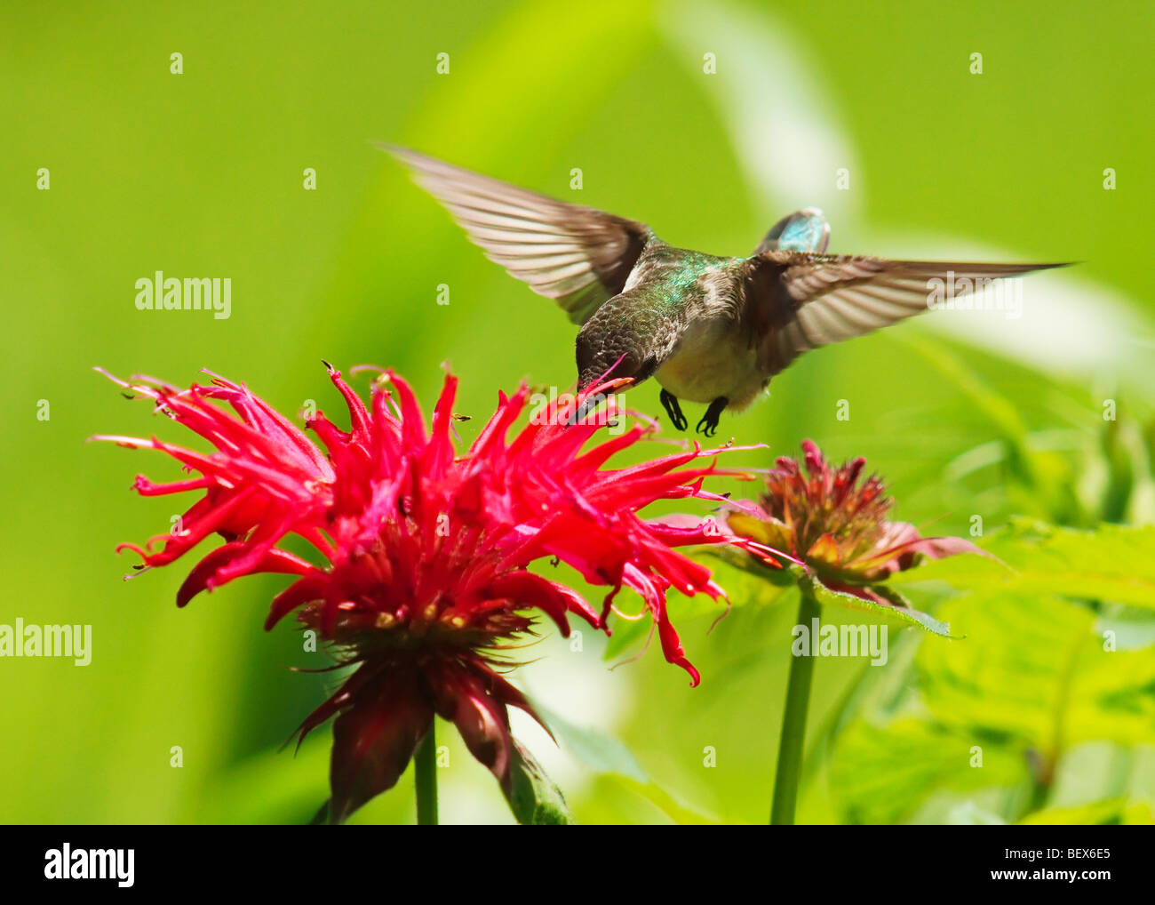 Ruby – Throated Kolibris trinken aus roten Monarda blüht Stockfoto