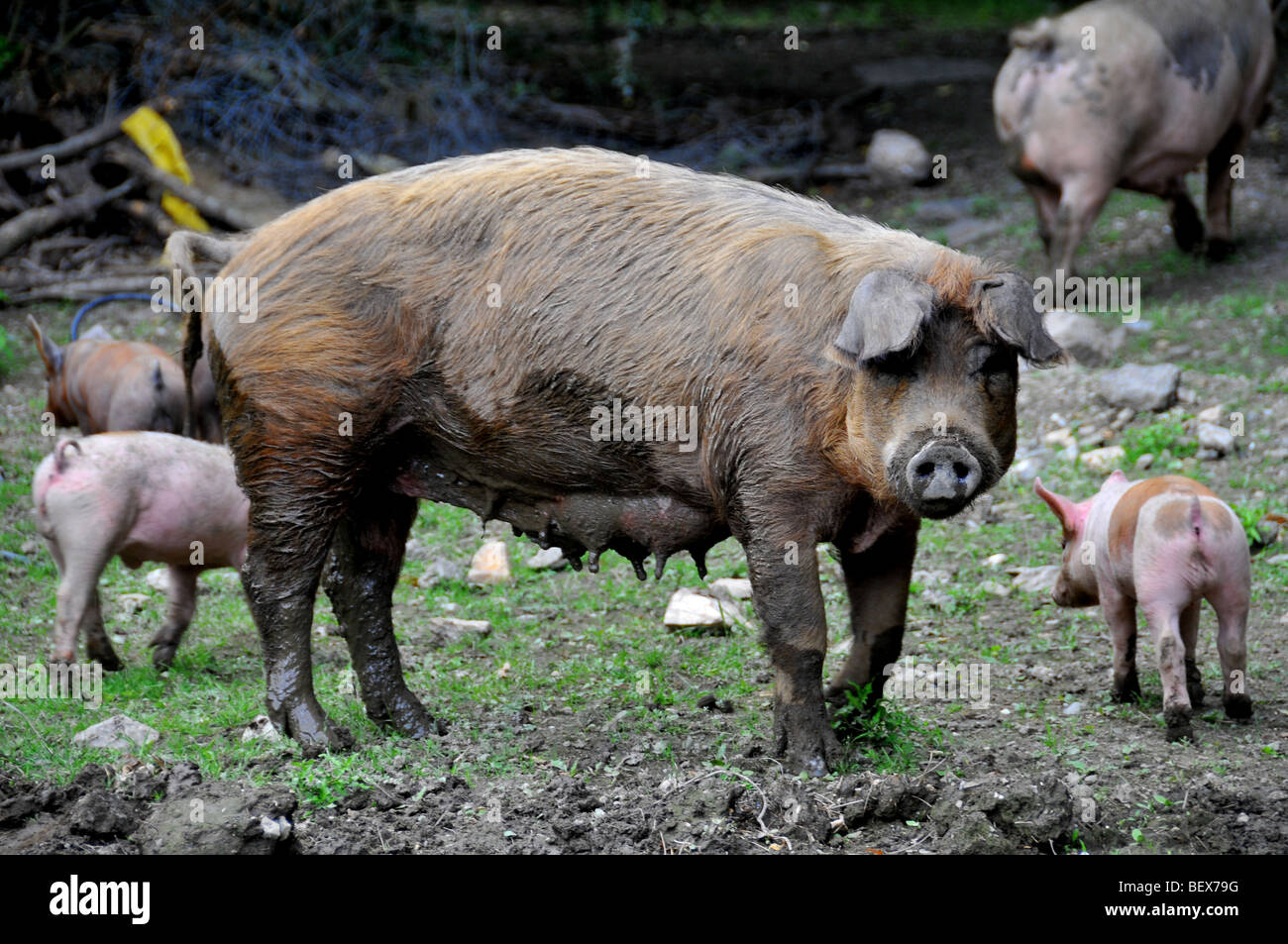 freie Auswahl Schweine: eine Sau mit Ferkeln frei in einer Outdoor-Zucht-Website in einem Bretagne Bio Bauernhof Stockfoto