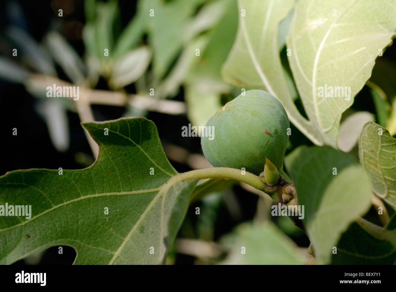 Die Früchte und Blätter von einem Feigenbaum Ficus Carica Nahaufnahme Stockfoto