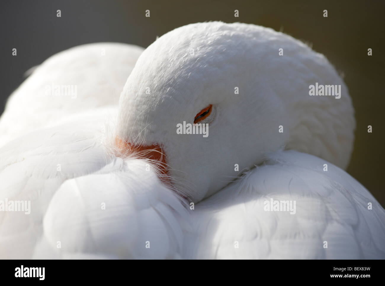 Aber vorsichtig Gans am Ufer der Themse in Oxford 2 ruhen Stockfoto