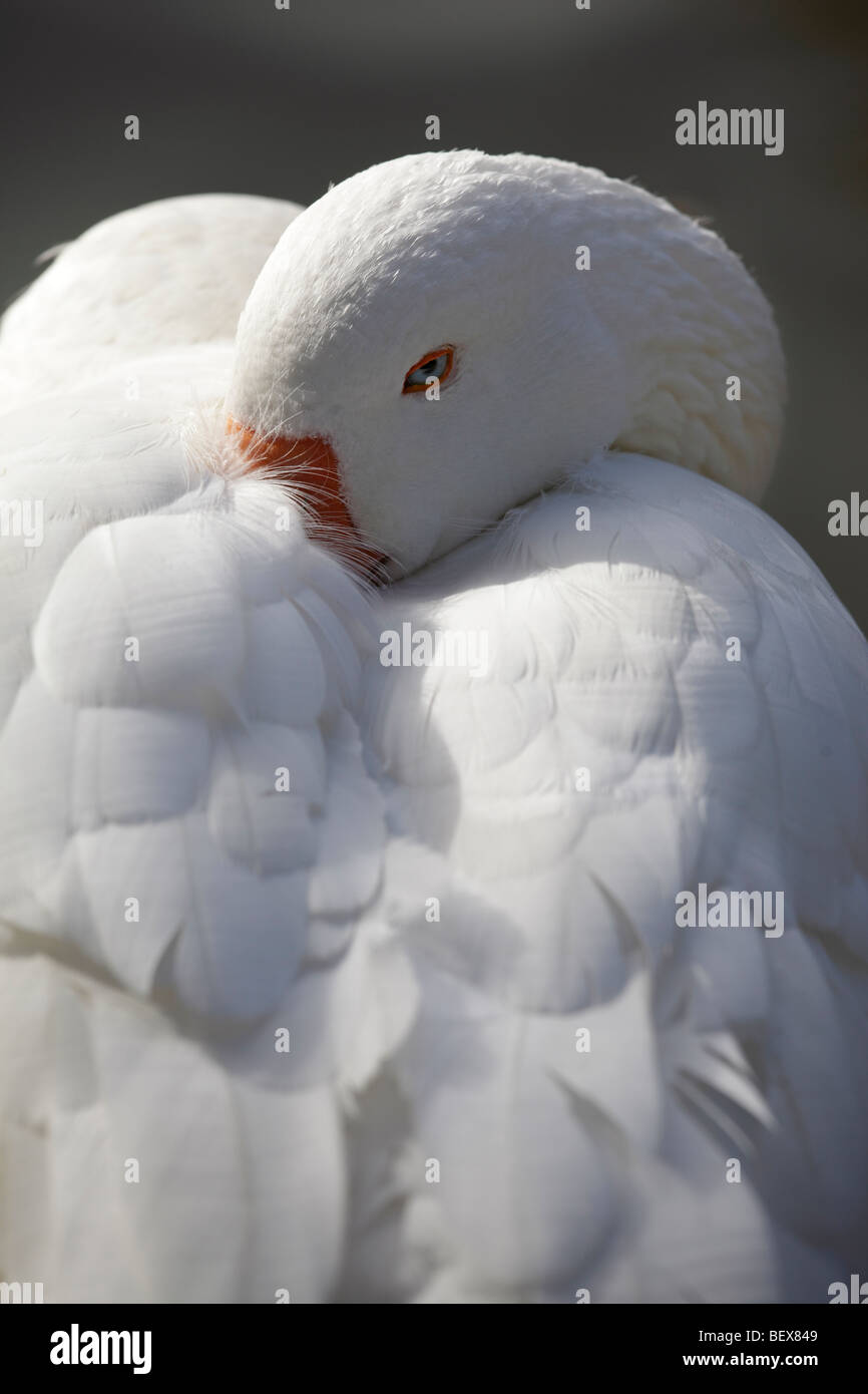 Aber vorsichtig Gans am Ufer der Themse in Oxford 3 ruht Stockfoto