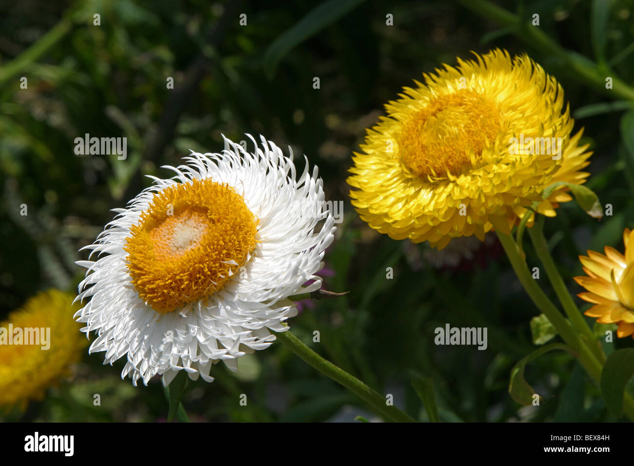 Strawflower (Helichrysum Bracteatum) wächst am National Botanical Garden of Wales, Llanarthne, Carmarthenshire, Wales, UK Stockfoto