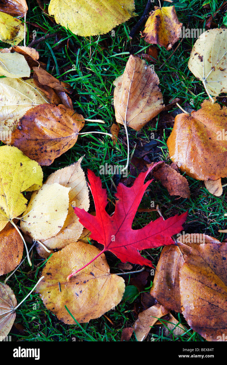 Herbstliche Blätter auf dem Rasen Stockfoto