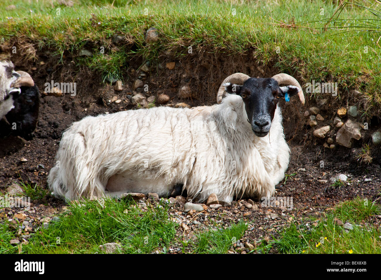 Hochland Schafe auf den Hügeln der Insel Skye in Schottland Stockfoto