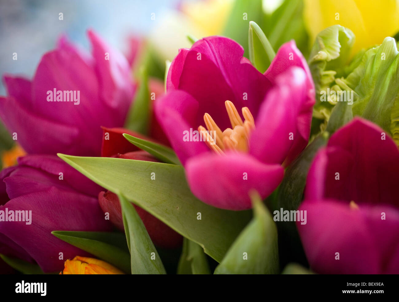 Tulpen Stockfoto