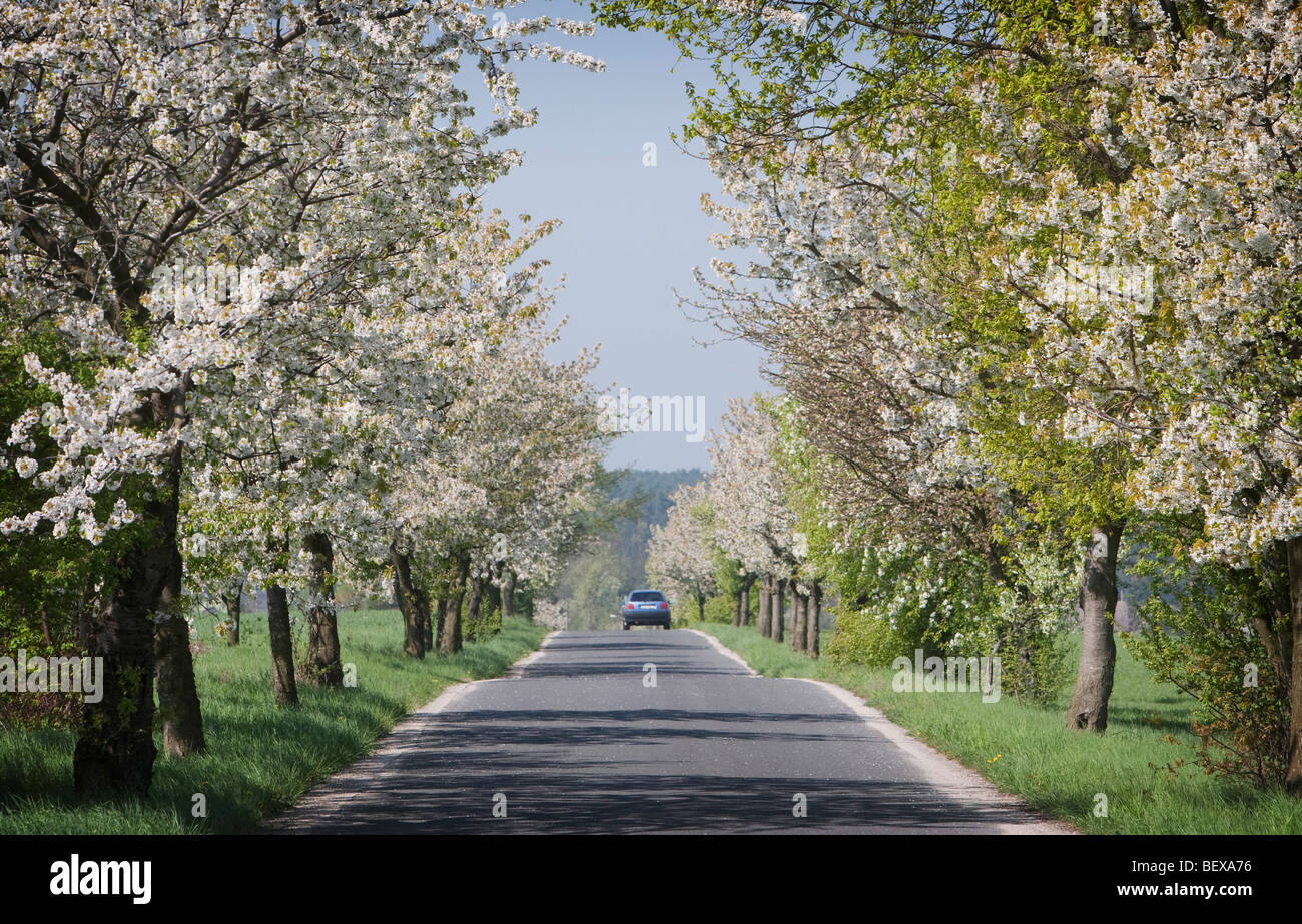 Blühende Kirschbäume Stockfoto