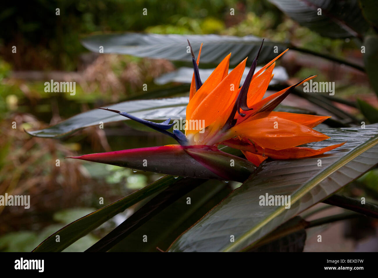 Paradiesvogel Blume, Ajijic, Lake Chapala, Jalisco, Mexiko Stockfoto