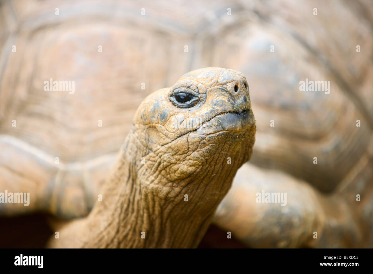 Riesenschildkröte Stockfoto