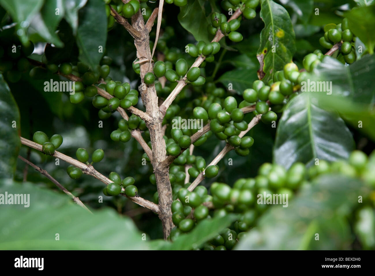 Café Britt Kaffeefarm, Shadegrown Kaffee Pflanzen, Arabica, in der Nähe von Barva de Heredia, San Jose, Costa Rica. Stockfoto