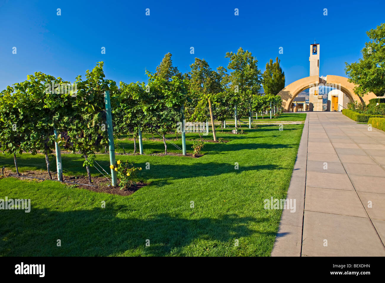 Weg in Richtung zum Eingang zur Mission Hill Family Estate Winery gesäumt von Weinreben, Westbank, West Kelowna, Kelowna, O Stockfoto